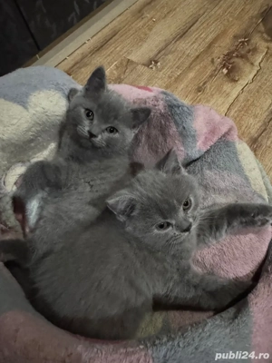 British shorthair blue - imagine 2
