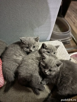 British shorthair blue - imagine 5