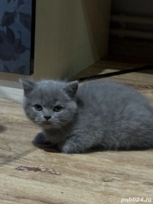 British shorthair blue