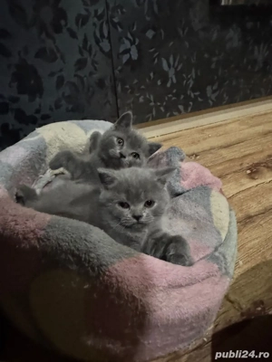 British shorthair blue - imagine 3