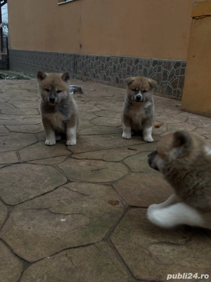 Catei Akita Inu Japonez - imagine 3