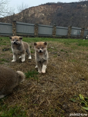 Catei Akita Inu Japonez - imagine 4