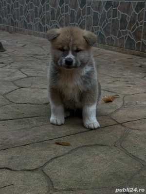 Catei Akita Inu Japonez - imagine 2