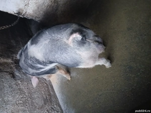 Vând ver pietren de 1 an de 150 kg - imagine 2