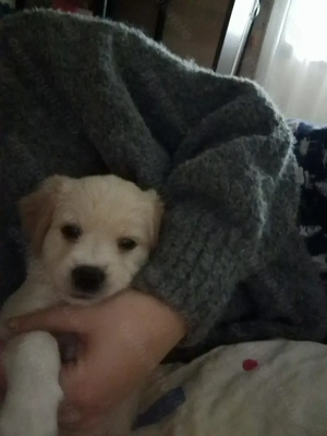 Vând doi căței bishoni  - imagine 2