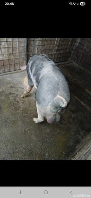 Vând ver pietren de 1 an de 150 kg