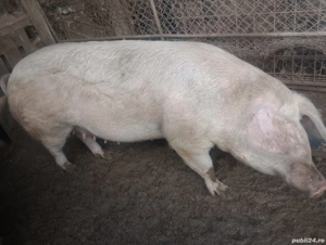 Vand porci  - imagine 2