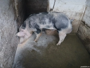 Vând ver pietren de 1 an de 150 kg - imagine 3