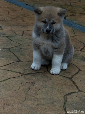 Catei Akita Inu Japonez