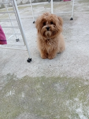 Maltipoo masculi  - imagine 3