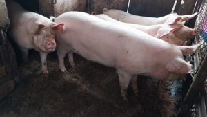 Vând porci (100-130kg)