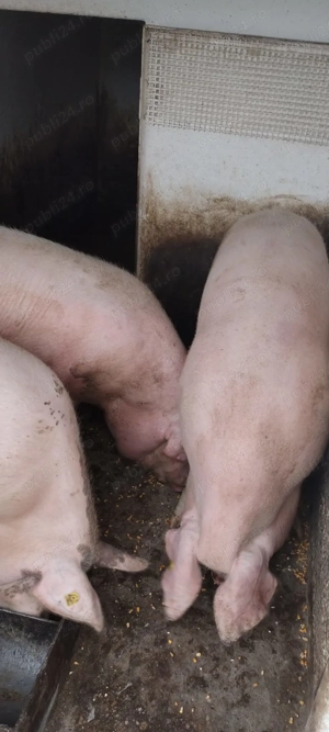 Vand porc la Tarian, Bihor