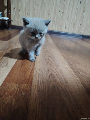 Cadoul perfect pentru Craciun  - imagine 4