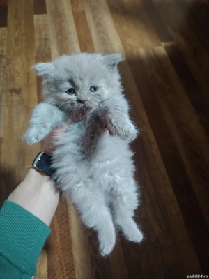 Cadoul perfect pentru Craciun  - imagine 2