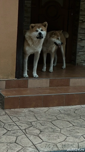 Catei Akita Inu Japonez - imagine 5