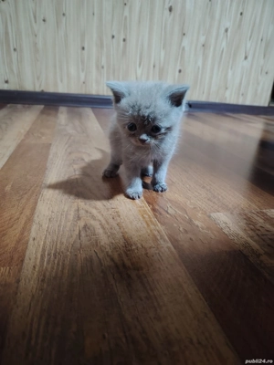 Cadoul perfect pentru Craciun  - imagine 5