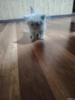 Cadoul perfect pentru Craciun  - imagine 3