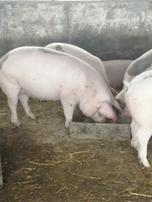Vând porci 
