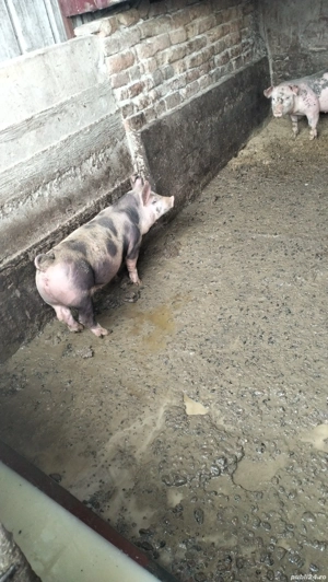 Vând 7 bucăți de purcei 