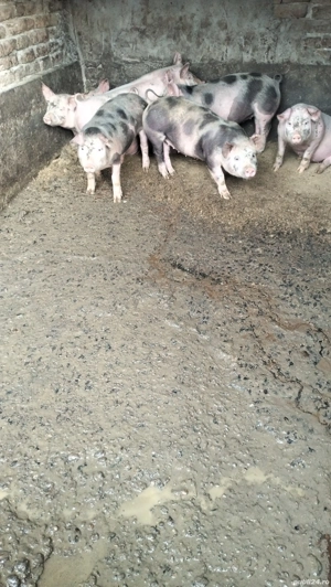 Vând 7 bucăți de purcei  - imagine 2