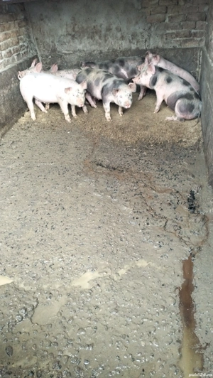 Vând 7 bucăți de purcei  - imagine 3