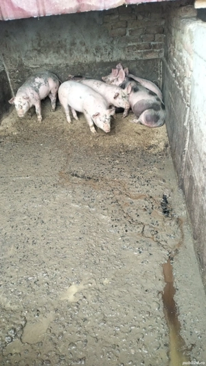 Vând 7 bucăți de purcei  - imagine 4