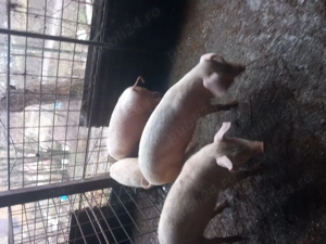 Grăsuni de vânzare..