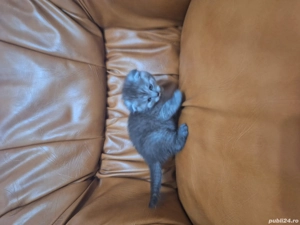 pisoi scotish fold  - imagine 2