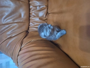 pisoi scotish fold  - imagine 3