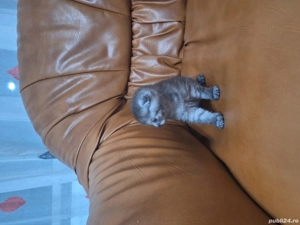 pisoi scotish fold  - imagine 5