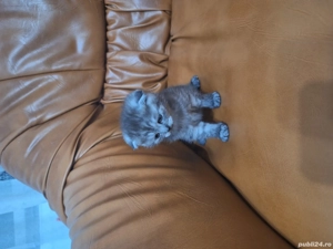 pisoi scotish fold  - imagine 4