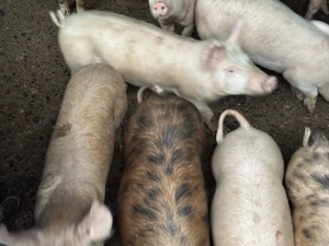 Vând 10 purcei de 12 săptămâni , localitatea Blaj 