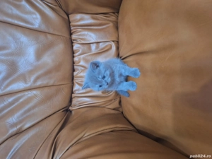 british short hair - imagine 3