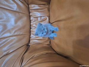 british short hair - imagine 2