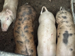 Vând purcei 12 săptămâni Blaj, Alba