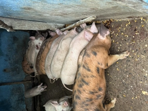 Vând 10 purcei de 12 săptămâni , localitatea Blaj  - imagine 4