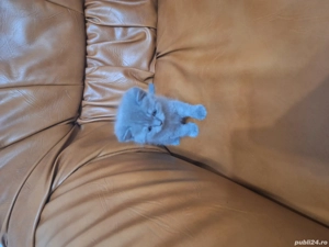 british short hair - imagine 4