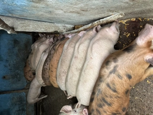 Vând 10 purcei de 12 săptămâni , localitatea Blaj  - imagine 3