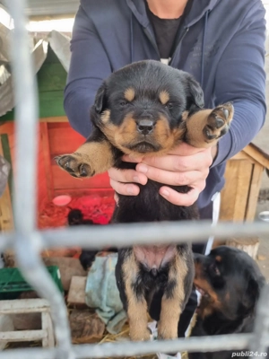 Puiuti Rottweiler 