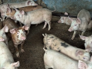 Vând 10 purcei de 12 săptămâni , localitatea Blaj  - imagine 5