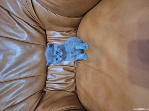 pisoi british short hair