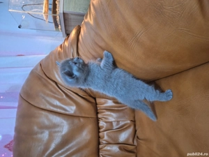 pui british short hair - imagine 2