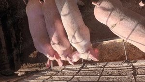 purcei  doua luni - imagine 4