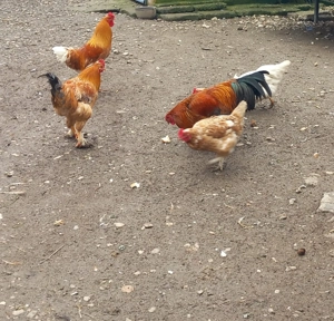 vand cocosi de tara - imagine 4