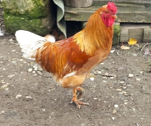 vand cocosi de tara - imagine 2