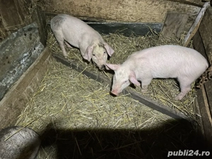 De vinzare  - imagine 2