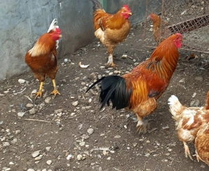 vand cocosi de tara - imagine 3