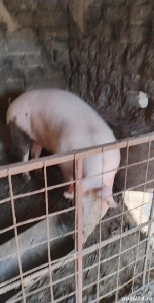 Porci de Craciun  - imagine 3