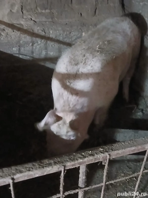 Porci de Craciun  - imagine 2