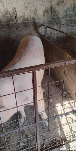 Porci de Craciun  - imagine 4